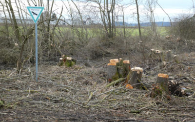 Naturdenkmal bei Altenhausen durch Motorfliegerclub zerstört