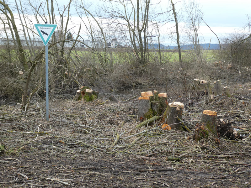 Naturdenkmal bei Altenhausen durch Motorfliegerclub zerstört